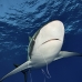 shark_silky_far_jar_v_0386_cub5459.jpg